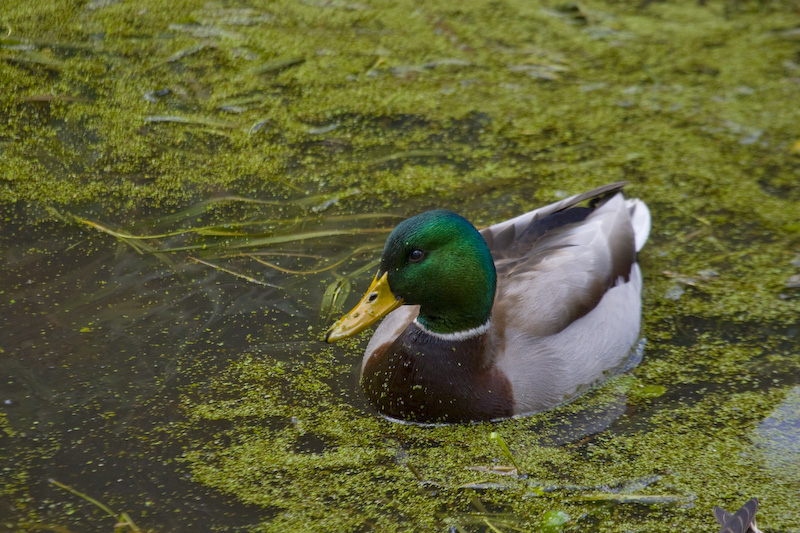 Mallard